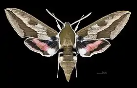 ♂ face dorsale - (coll.MHNT)