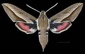 Avers du mâle (coll.MHNT)