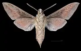 Revers du mâle (coll.MHNT)