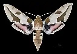 Hyles nicaea castissima face dorsale