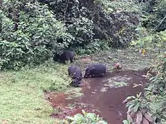 Hylochoerus meinertzhageni.