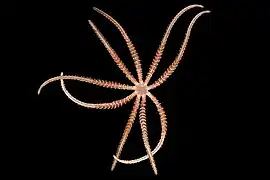 Hymenodiscus coronata