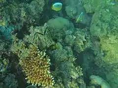 Spécimens vivant plus profond