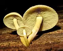 photo d'hypholoma conné