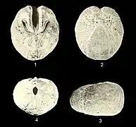 Hypselaster dolosus.