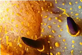 Rhinophores d'Hypselodoris picta