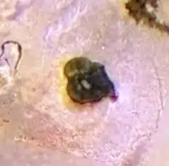 Image illustrative de l'article Maui Patera