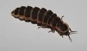 « Ver luisant », en fait une lampyre, femelle de la luciole.