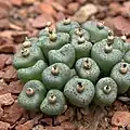 Conophytum obcordellum ssp. stenandrum