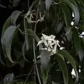 Clematis armandii