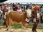 Vache pie froment à tête et ventre blanc et mamelle développée. Elle est guidée par son propriétaire dans un concours, avec le no&nbsp;50 autour du cou.