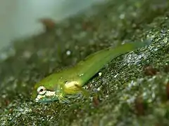 Ocynectes maschalis.