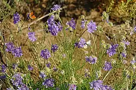 Scabieuses à trois étamines.