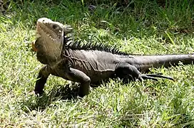 Iguane des petites Antilles