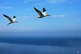 Fous de Bassan en vol.