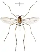 Blepharicera fasciata, un Blephariceridae.