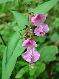 Impatiens glandulifera.