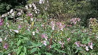 Balsamine de l'Himalaya, prolifération en bord de route à 500m d'altitude.