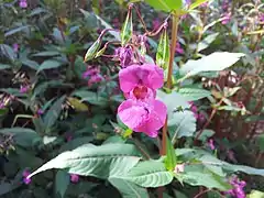 Inflorescence à plusieurs stades (face).