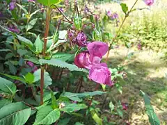 Inflorescence à plusieurs stades (profil).