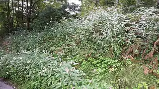 Balsamine de l'Himalaya Impatiens glandulifera invasive par autochorie en Ariège et en Belgique.