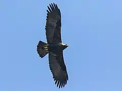 Aigle impérial en vol.