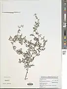 Indigofera bracteolata.