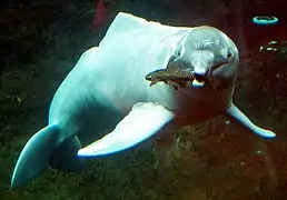 Inia geoffrensis (Iniidae).