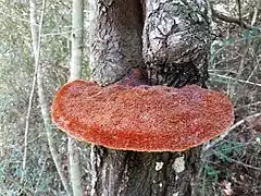 Inonotus quercustris