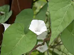 Ipomoea lacunosa.
