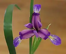 Iris graminea