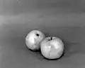1982, Les Fruits du Jardin.
