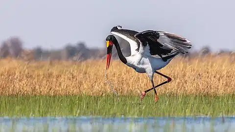 Un jabiru d'Afrique dans le Delta de l'Okavango au Botswana. Juillet 2018.