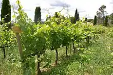 Vignes de jacquère