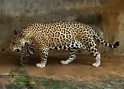 Jaguar (Panthera onca).