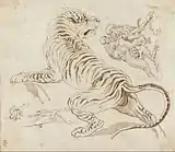 Dessin étude tigre