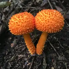 Cyptotrama asprata&nbsp;(en)