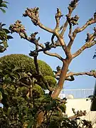 Trognes urbaines en têtes de chat issues de la coupe régulière des branches maîtresses.