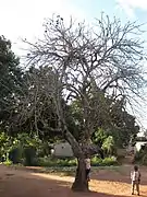 Vieux spécimen de Jatropha curcas, assez haut (au Mozambique).