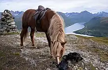 Cheval de couleur rousse en montagne portant une selle.