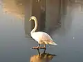 Un cygne sur le lac gelé.