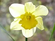 Fleur de Jonquille en gros plan macro