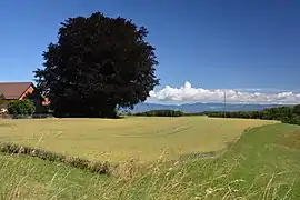 Bien que la région soit d'abord forestière et fourragère, la culture marque le paysage des parties les plus basses du Jorat.