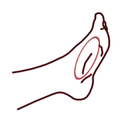 Teisoku, tranchant intérieur du pied, arche du pied.