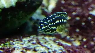 jeune de 5/6 centimètres