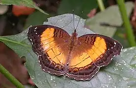 Junonia terea