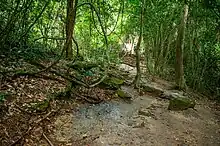 Parc national de Kakum (Ghana)