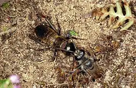 Transport d'un grillon champêtre (Hessen, Allemagne)