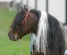 Tête d'un poney bie bridé; les crins sont ondulés et très abondants.
