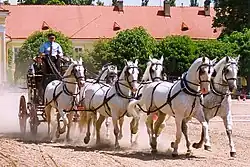 Photo de six chevaux gris attelés au trot.
